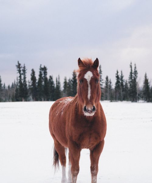 Pferd im Schnee