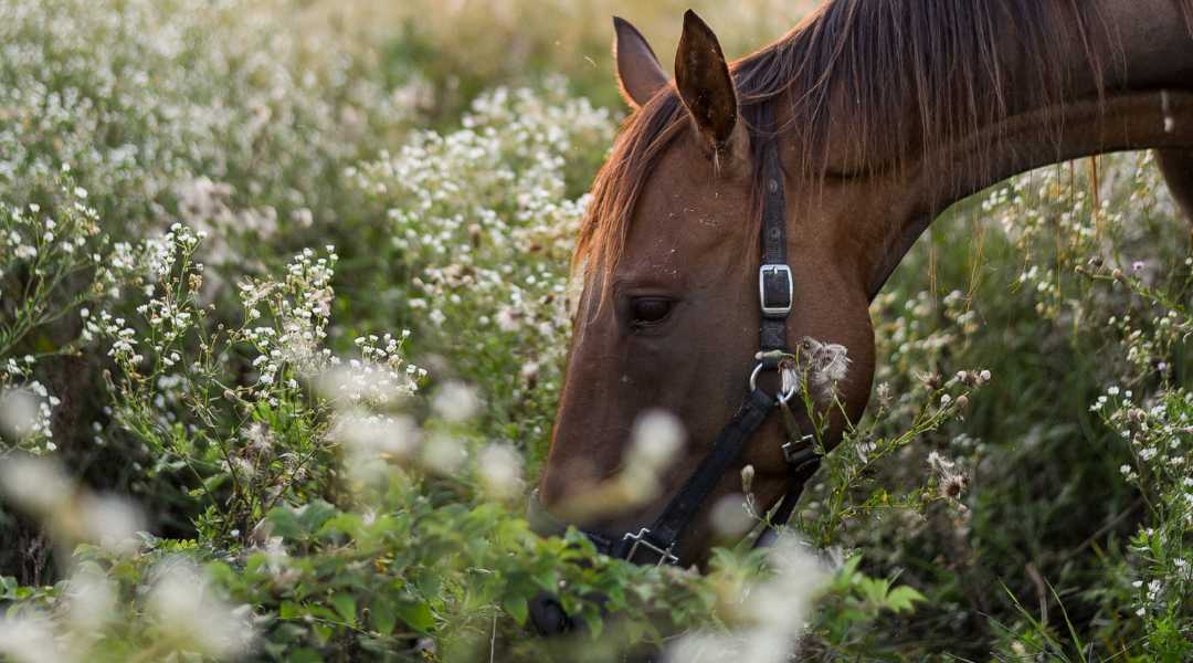 Allergien bei Pferden: Ursachen, Symptome und Behandlungsmöglichkeiten