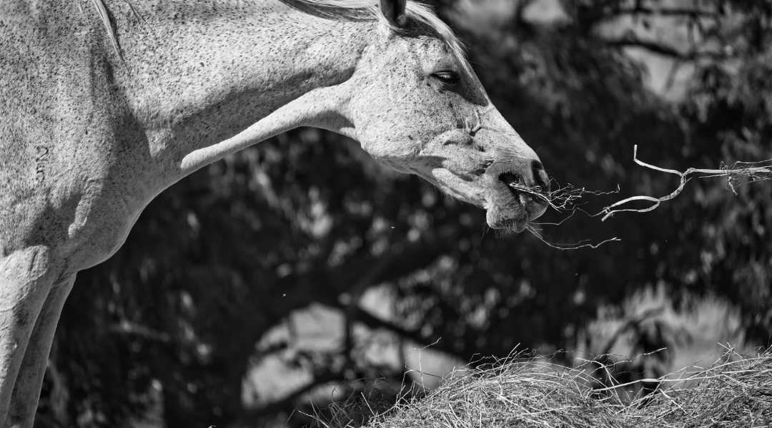 Atemwegserkrankungen bei Pferden: COPD, COB, IAD, Equines Asthma und Co