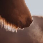 Was ist Equines Asthma