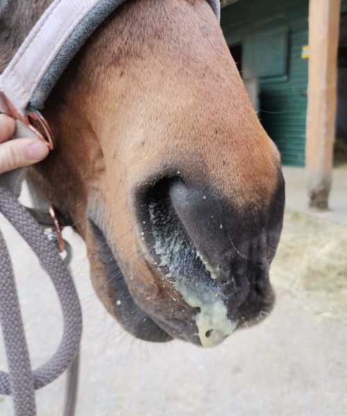 Was ist Equines Asthma (2)